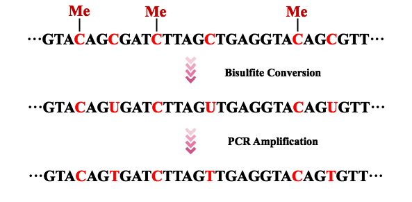 Principles and Workflow of Whole Genome Bisulfite Sequencing