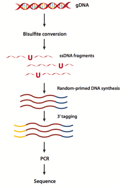 Principles and Workflow of Whole Genome Bisulfite Sequencing