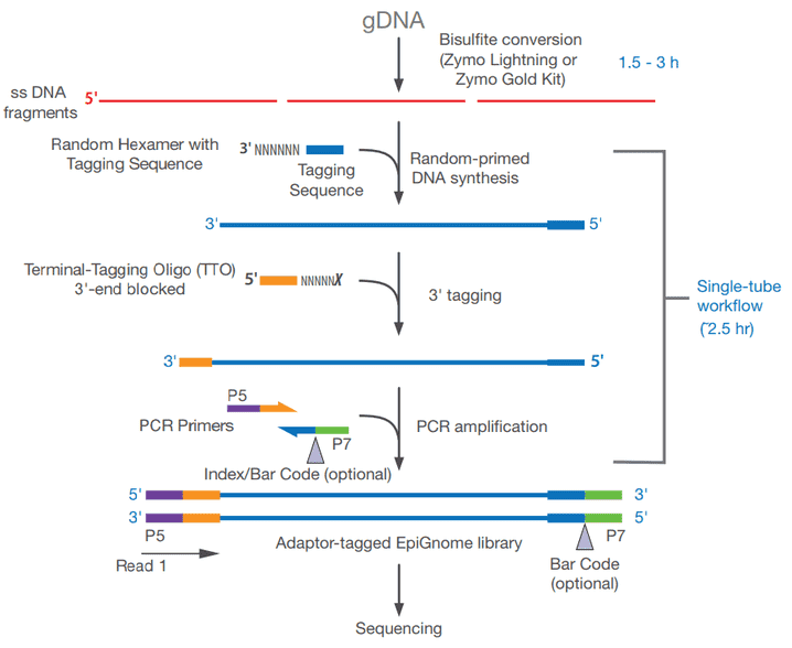 Principles and Workflow of Whole Genome Bisulfite Sequencing