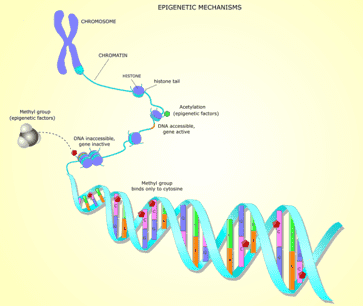 Epigenomics Sequencing: DNA Methylation Analyses Between Eukaryotes and Prokaryotes