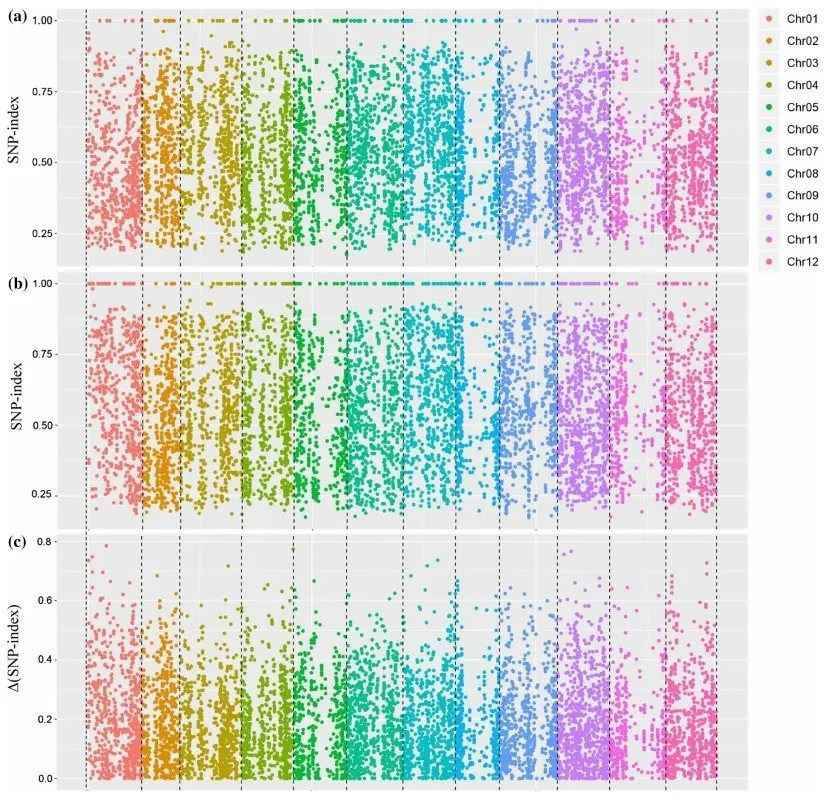 SNP-Index and (SNP-Index) Calculation Results Example
