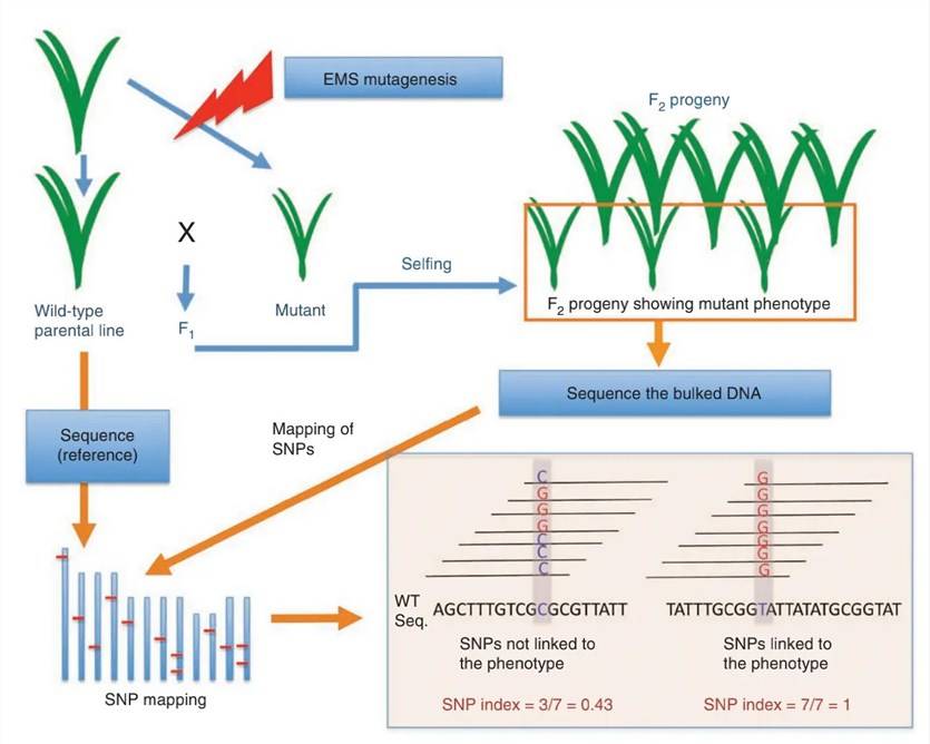 Overview of Bulk Segregant Analysis (BSA)