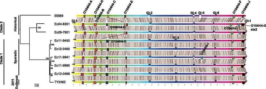De Novo Whole Genome Sequencing Service