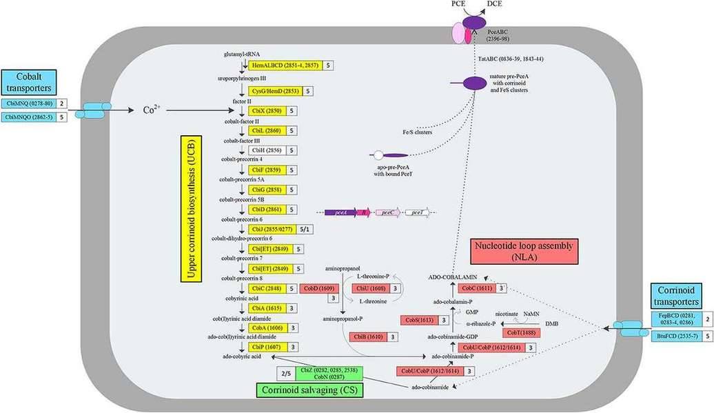 De Novo Whole Genome Sequencing Service