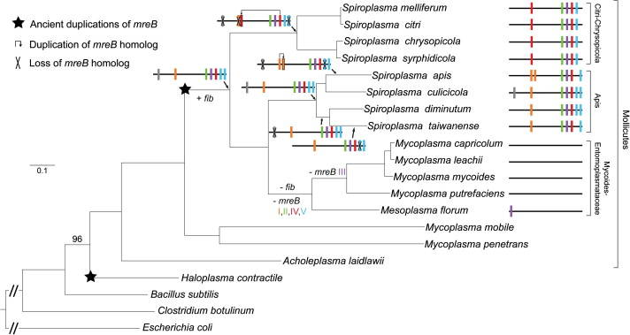 De Novo Whole Genome Sequencing Service