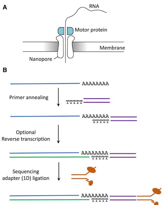 Nicky Jonkhout et al,. RNA 2017
